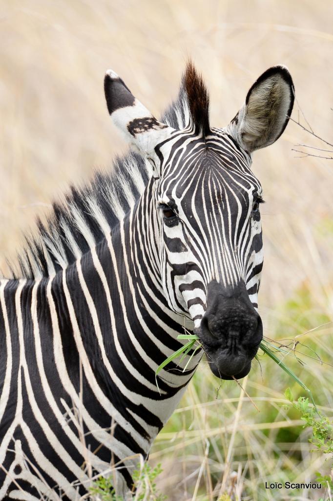 Zèbre/Zebra (1)
