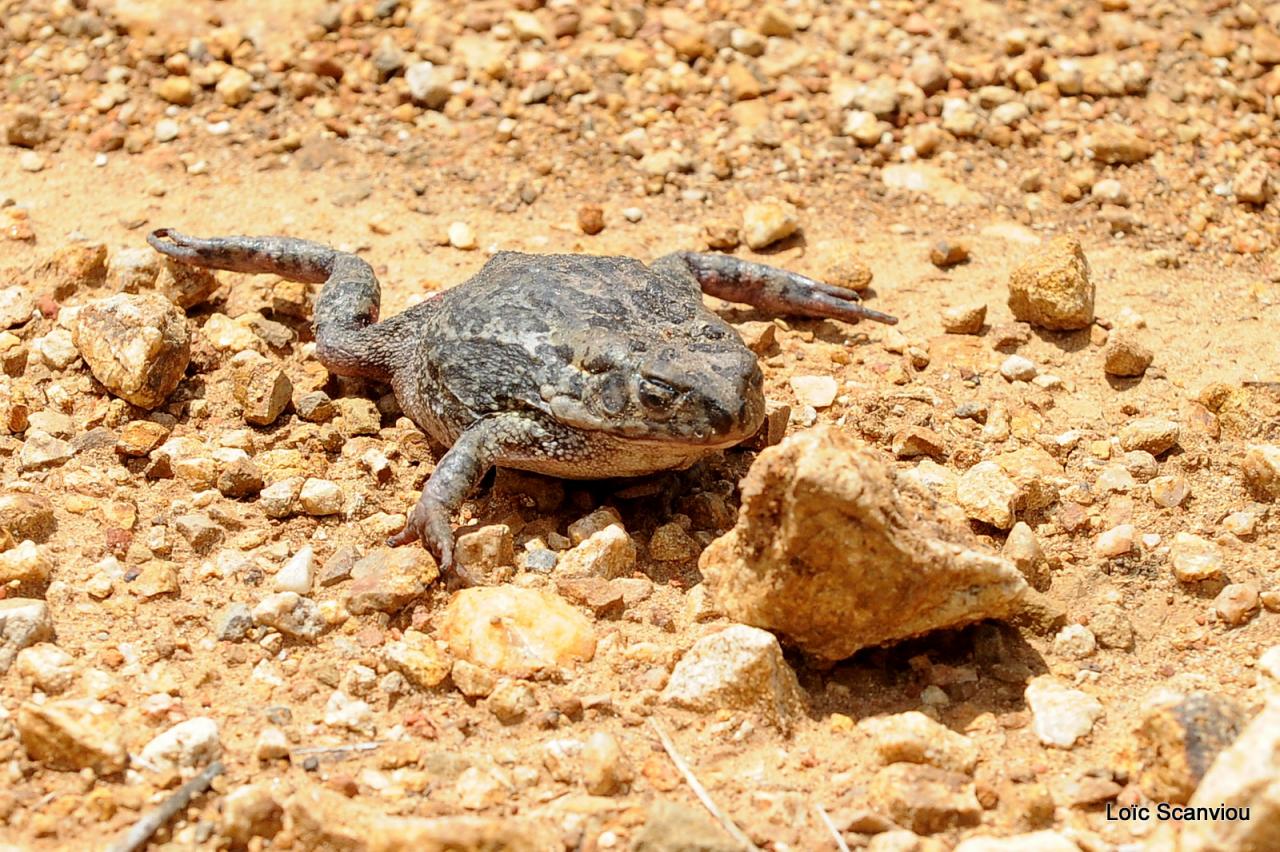 Crapaud/Toad (1)