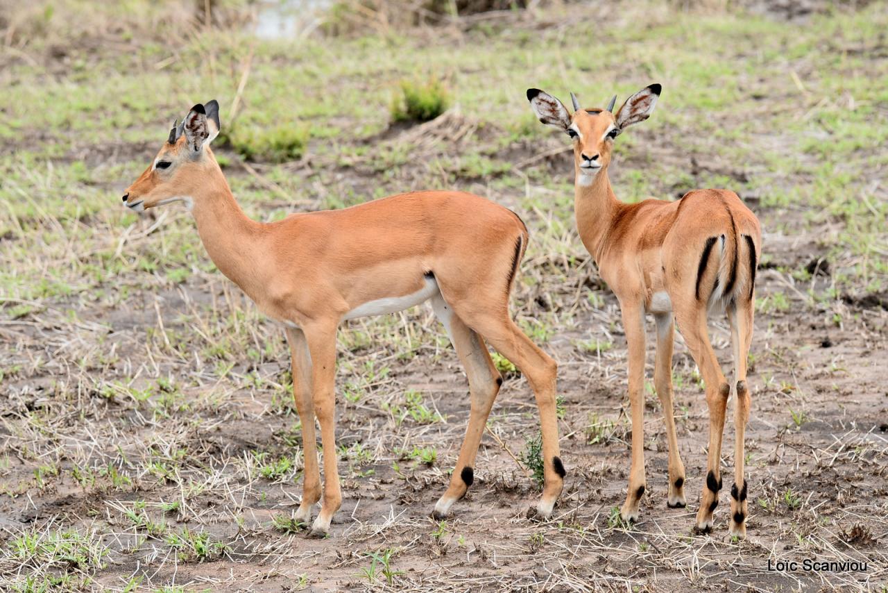 Impala (4)