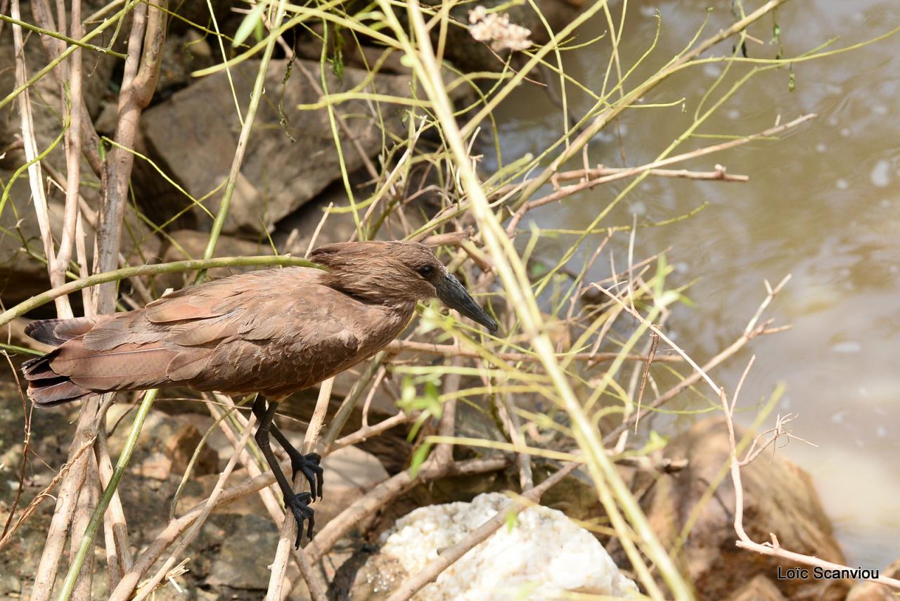 Ombrette/Hamerkop (1)