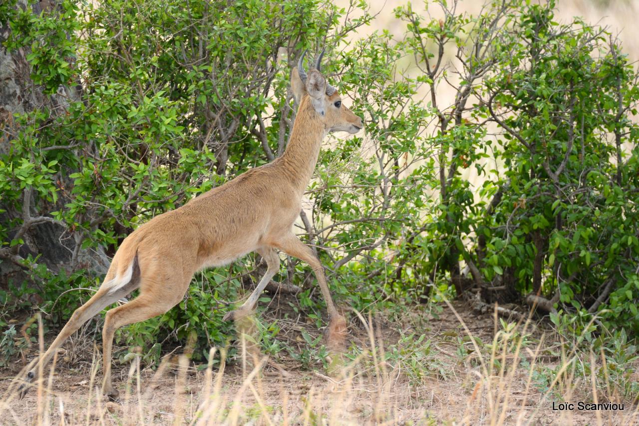 Cobe des roseaux/Reedbuck (3)