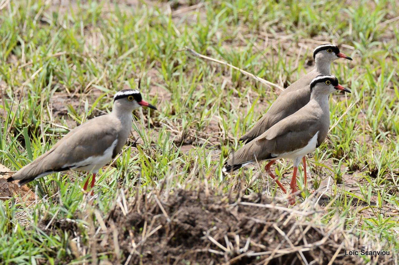 Vanneau couronné/Crowned Plover (1)