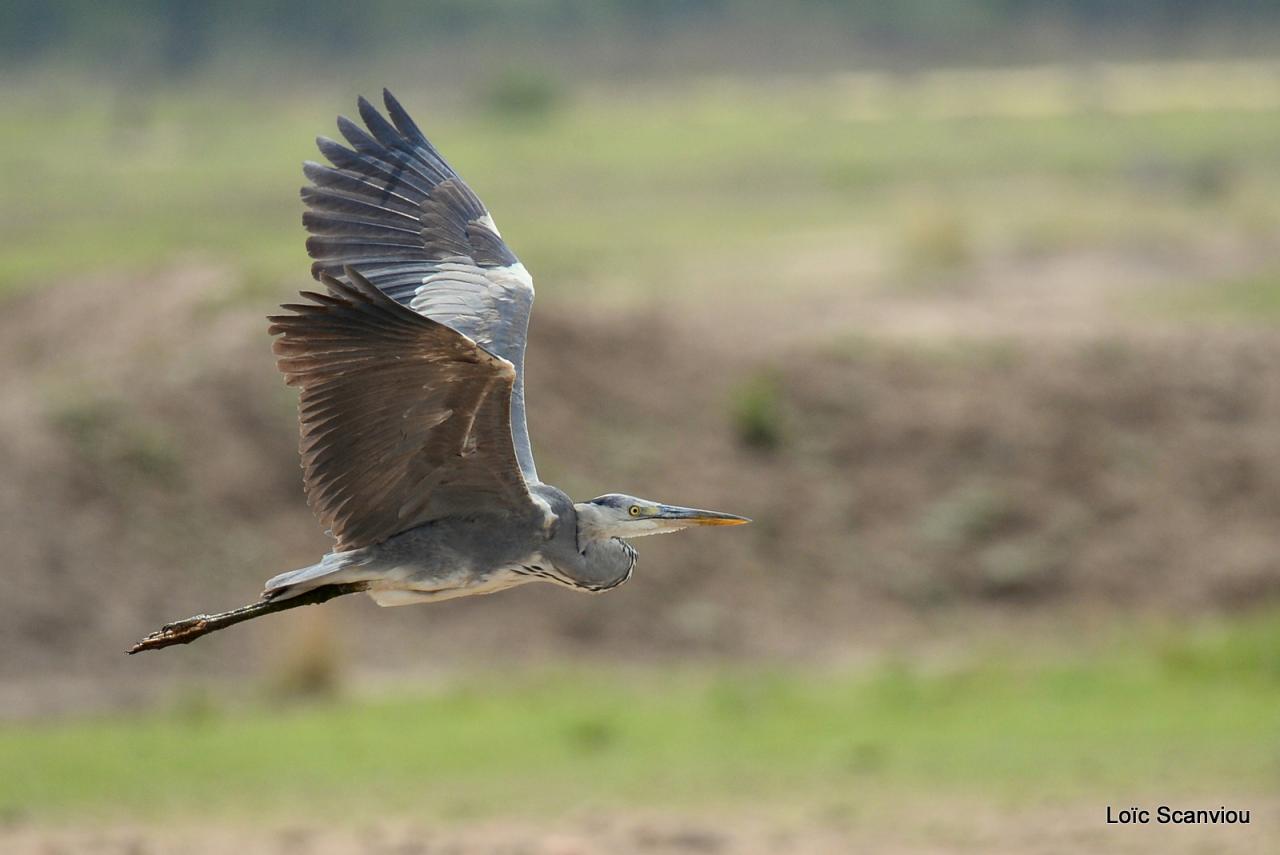 Héron cendré/Grey Heron