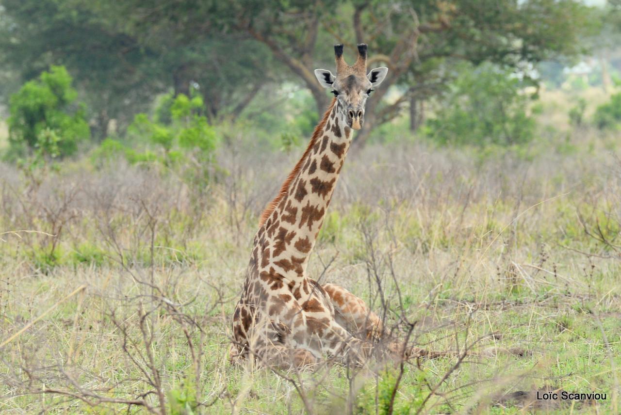 Girafe/Giraffe (14)