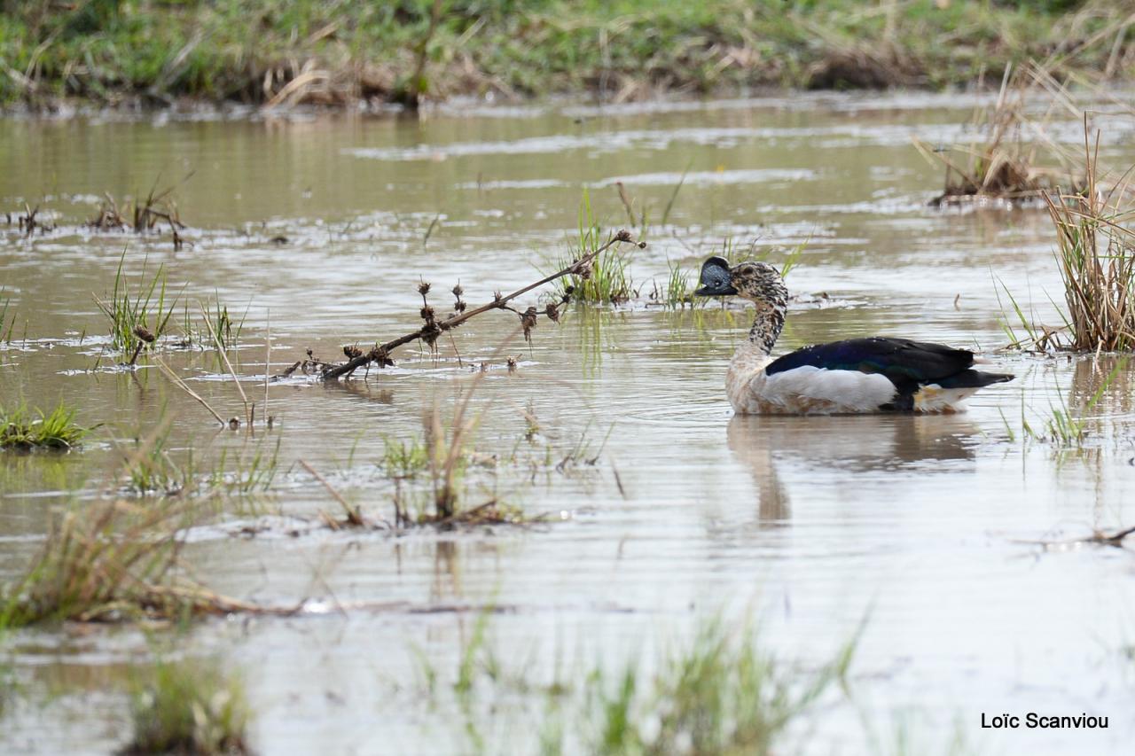 Canard à bosse/Comb Duck (1)