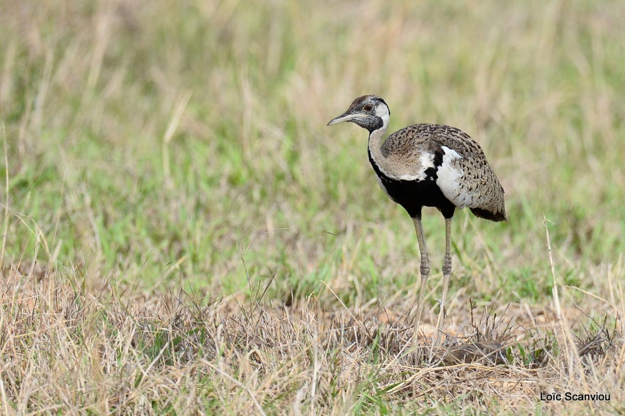 Outarde à ventre noir/Black-bellied Bustard 