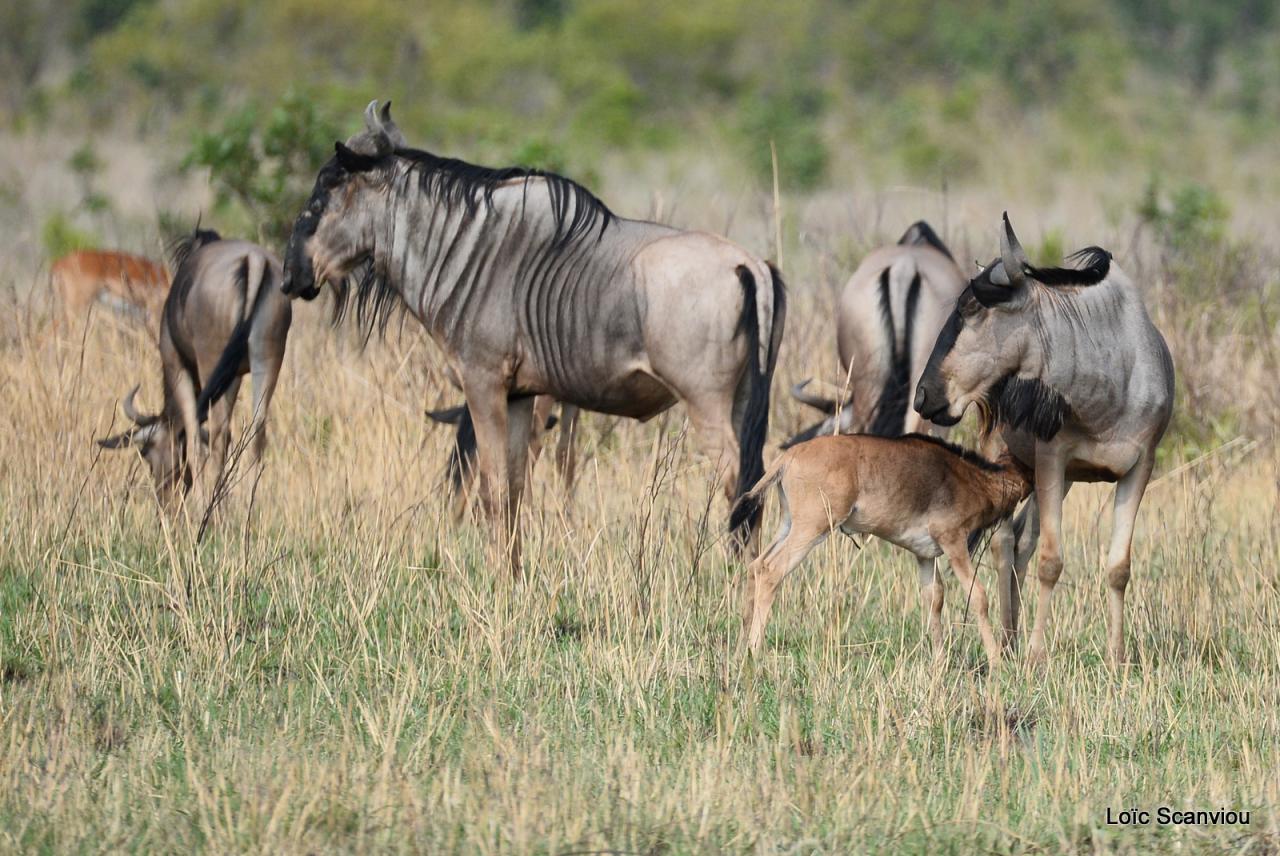 Gnou/Wildebeest (4)