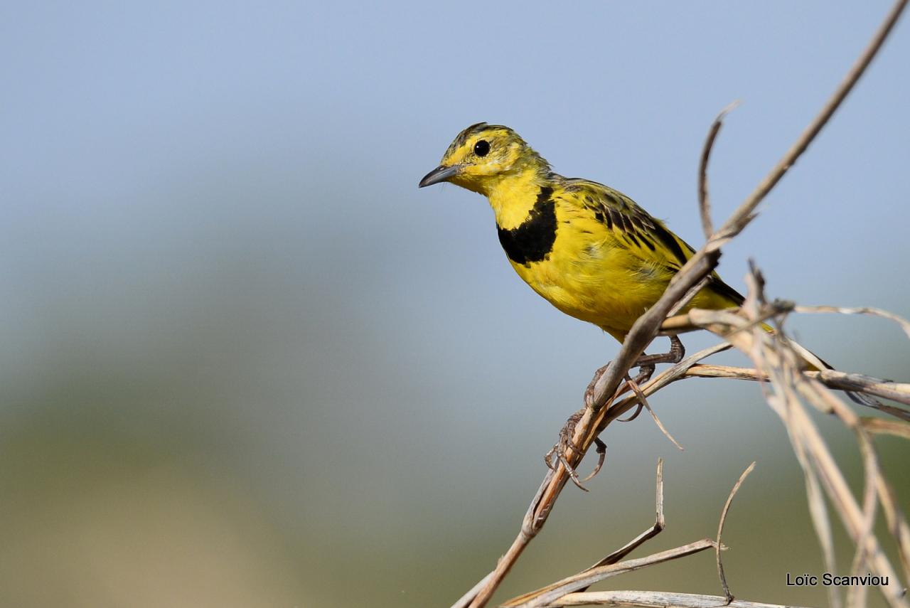 Sentinelle à gorge jaune/Yellow-throated Longclaw (3)