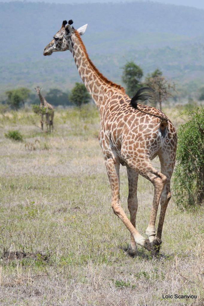 Girafe/Giraffe (15)