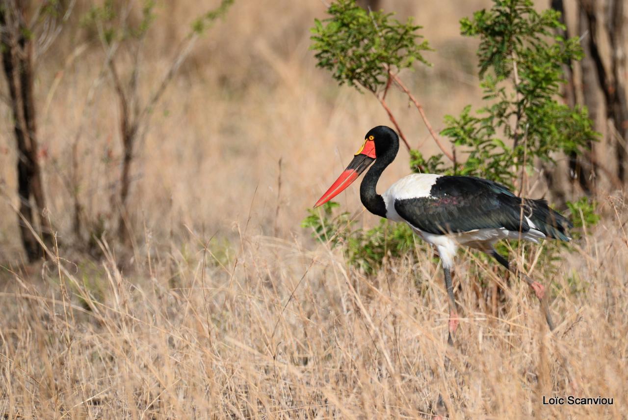 Jabiru d'Afrique/Saddle_billed Stork (1)