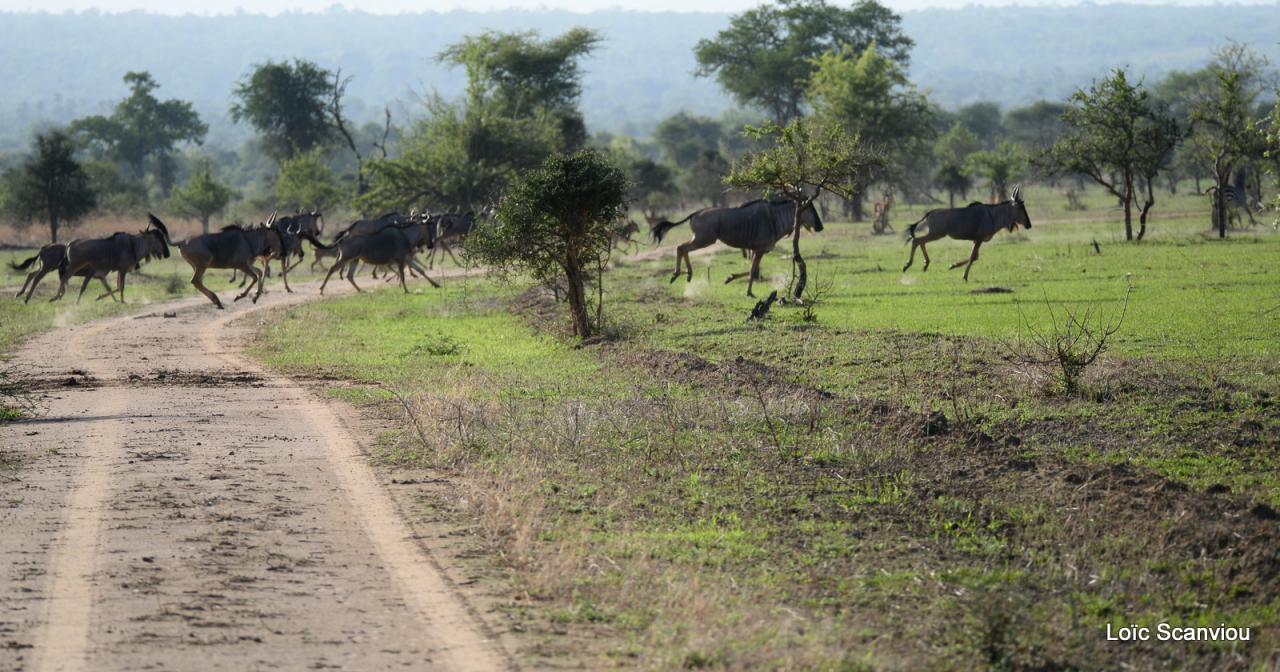 Gnou/Wildebeest (6)