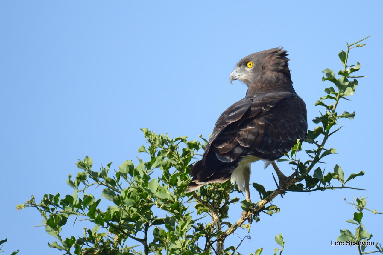 Circaète à poitrine noire/Black-chested Snake-Eagle (3)