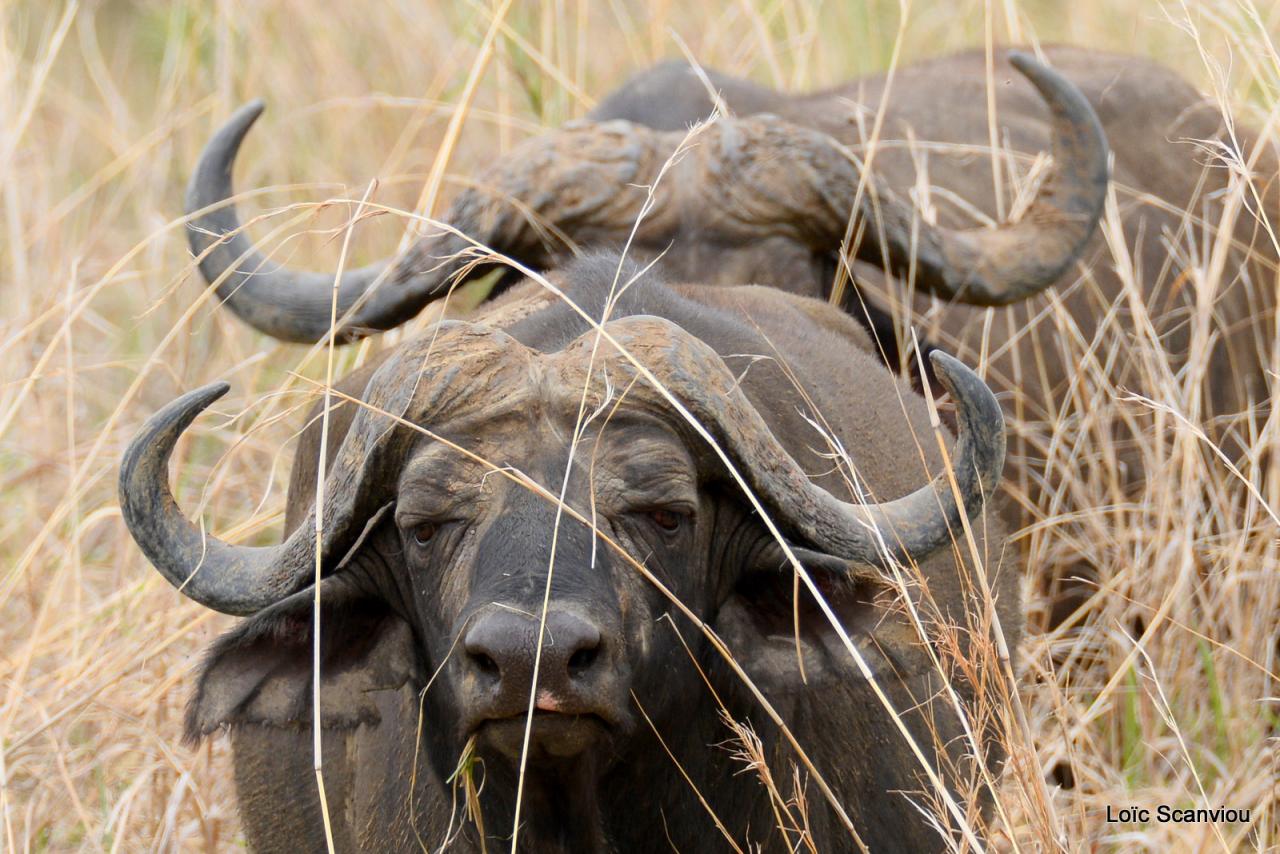 Buffle du Cap/Cape Buffalo (6)