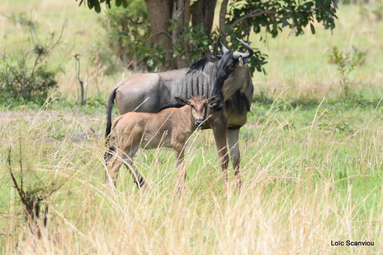 Gnou/Wildebeest (7)