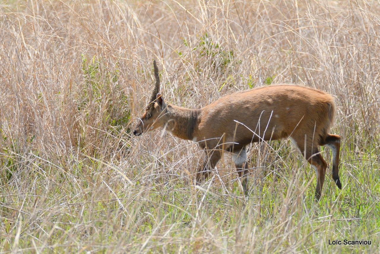 Guib harnaché/Bushbuck (3)