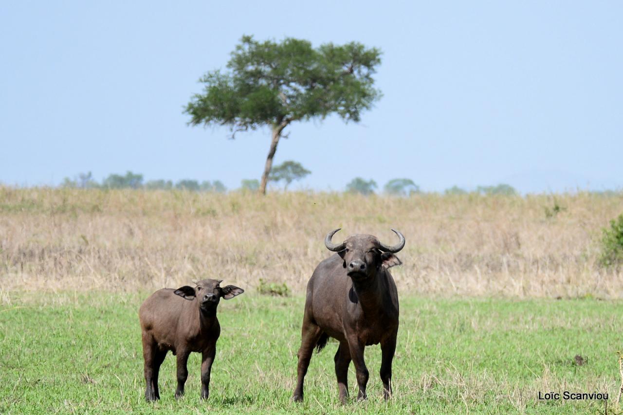 Buffle du Cap/Cape Buffalo (7)