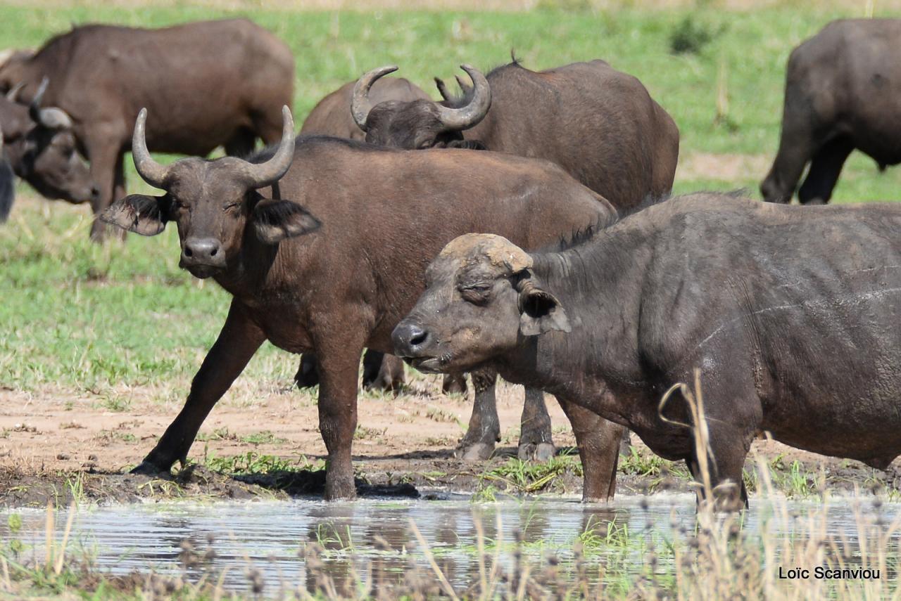 Buffle du Cap/Cape Buffalo (9)