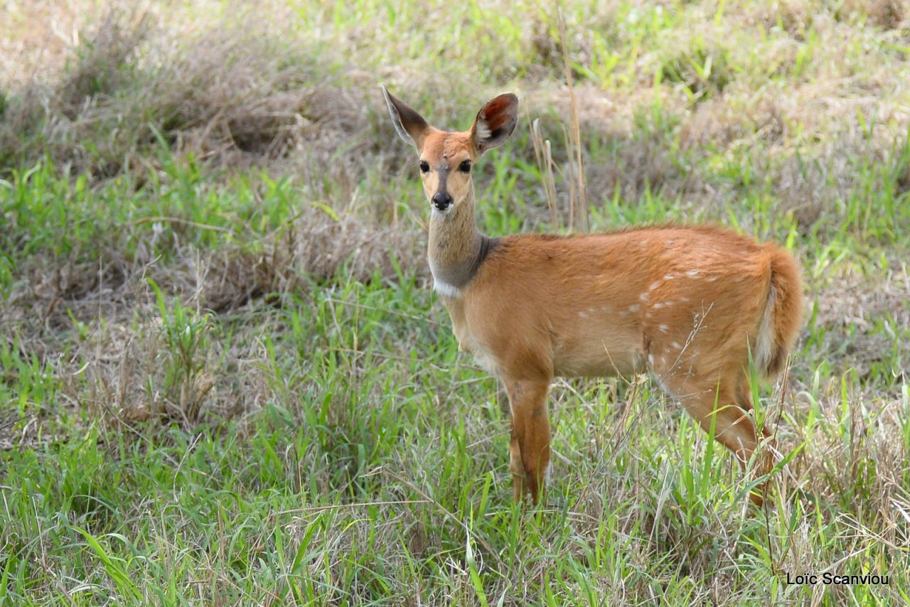 Guib harnaché/Bushbuck (2)