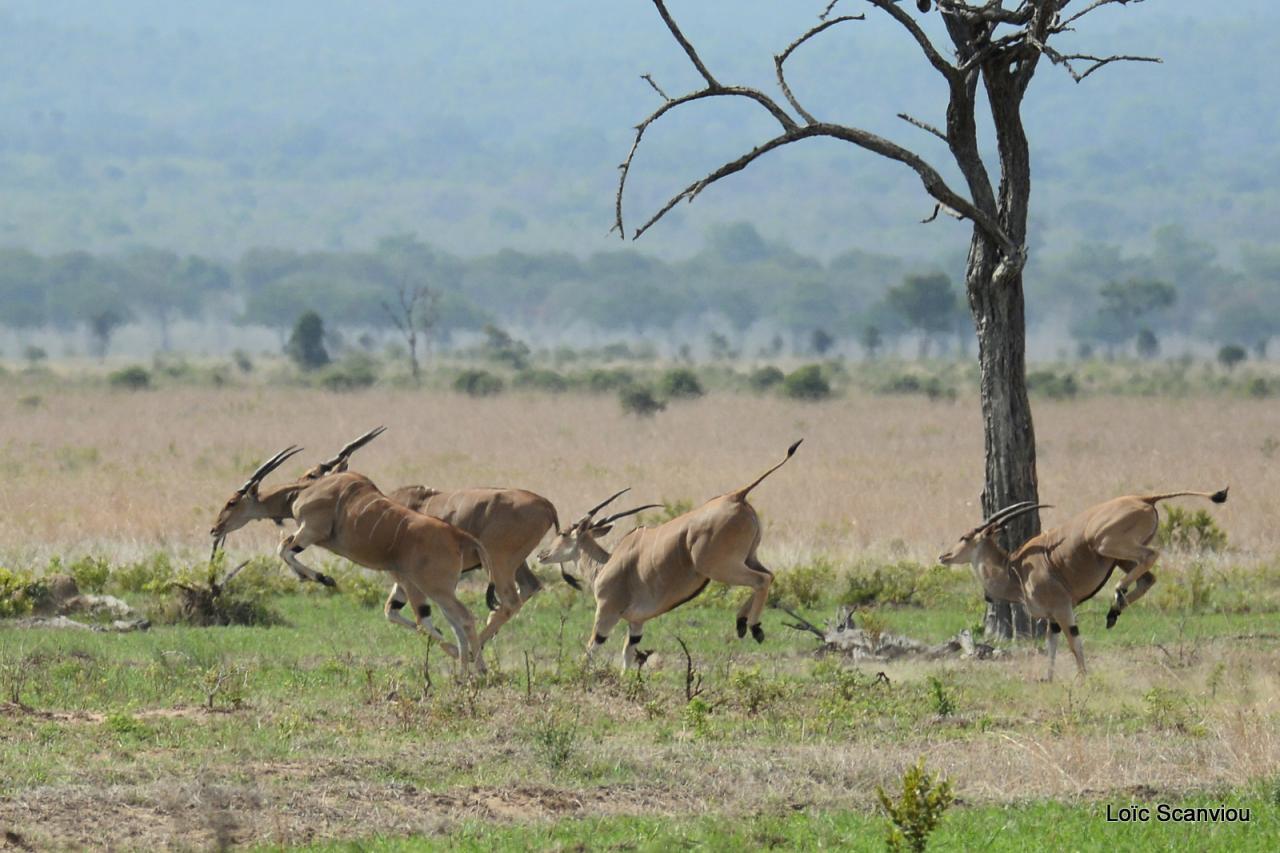 Eland du Cap/Cape Eland  (2)