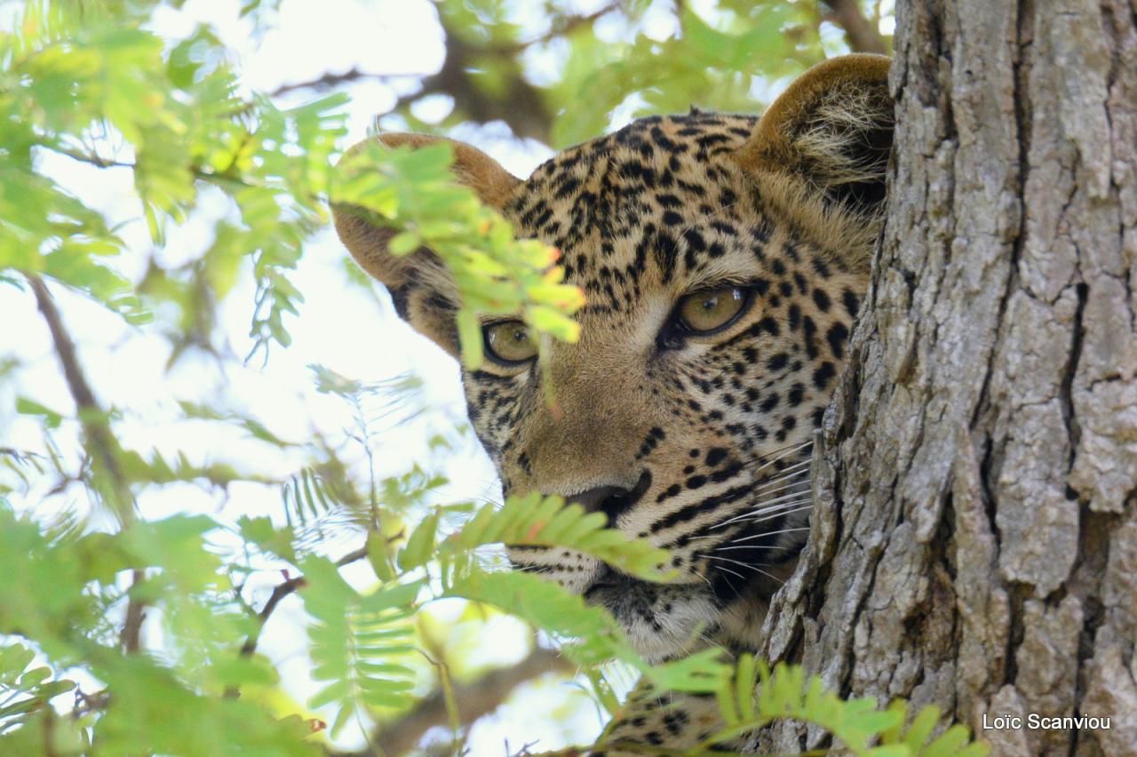 Léopard dans un arbre (19)