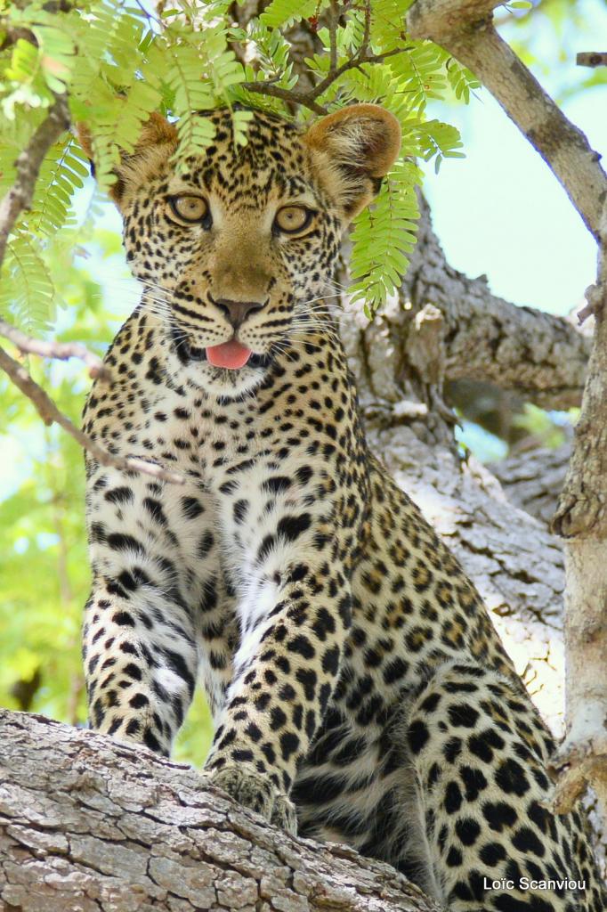 Léopard dans un arbre (20)