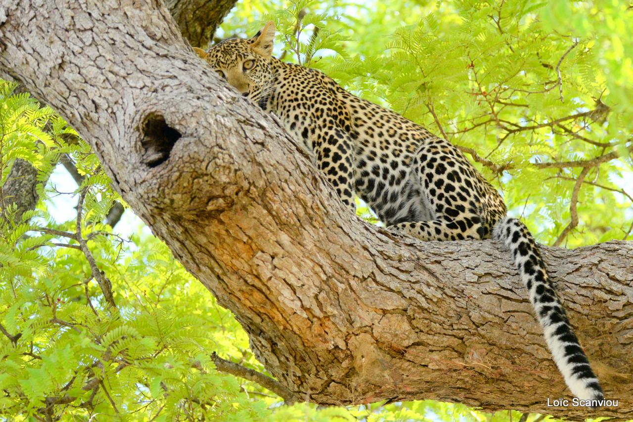 Léopard dans un arbre (22)