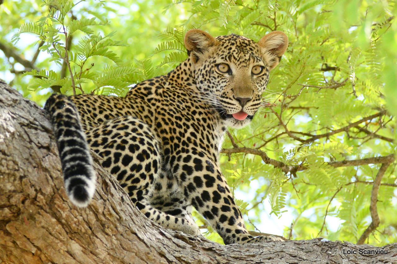 Léopard dans un arbre (23)