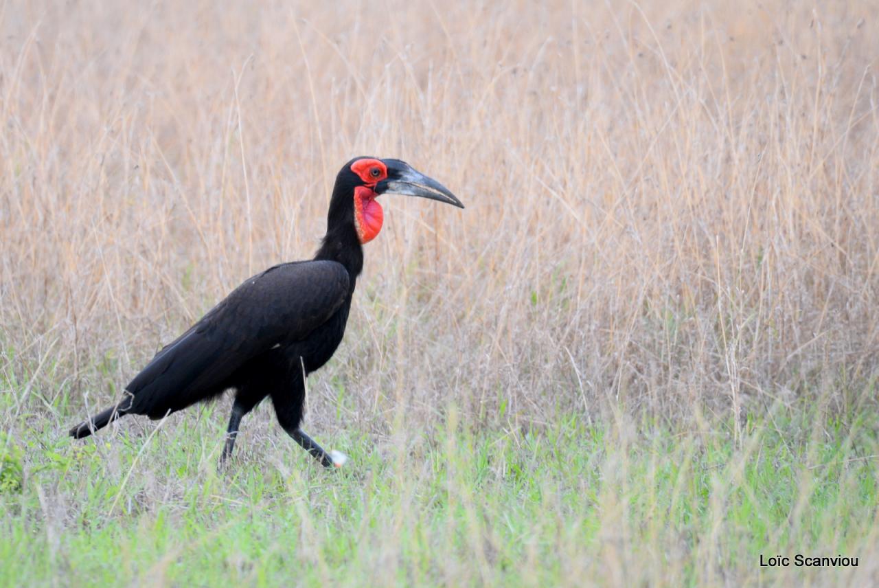 Bucorve/Ground Hornbill (1)