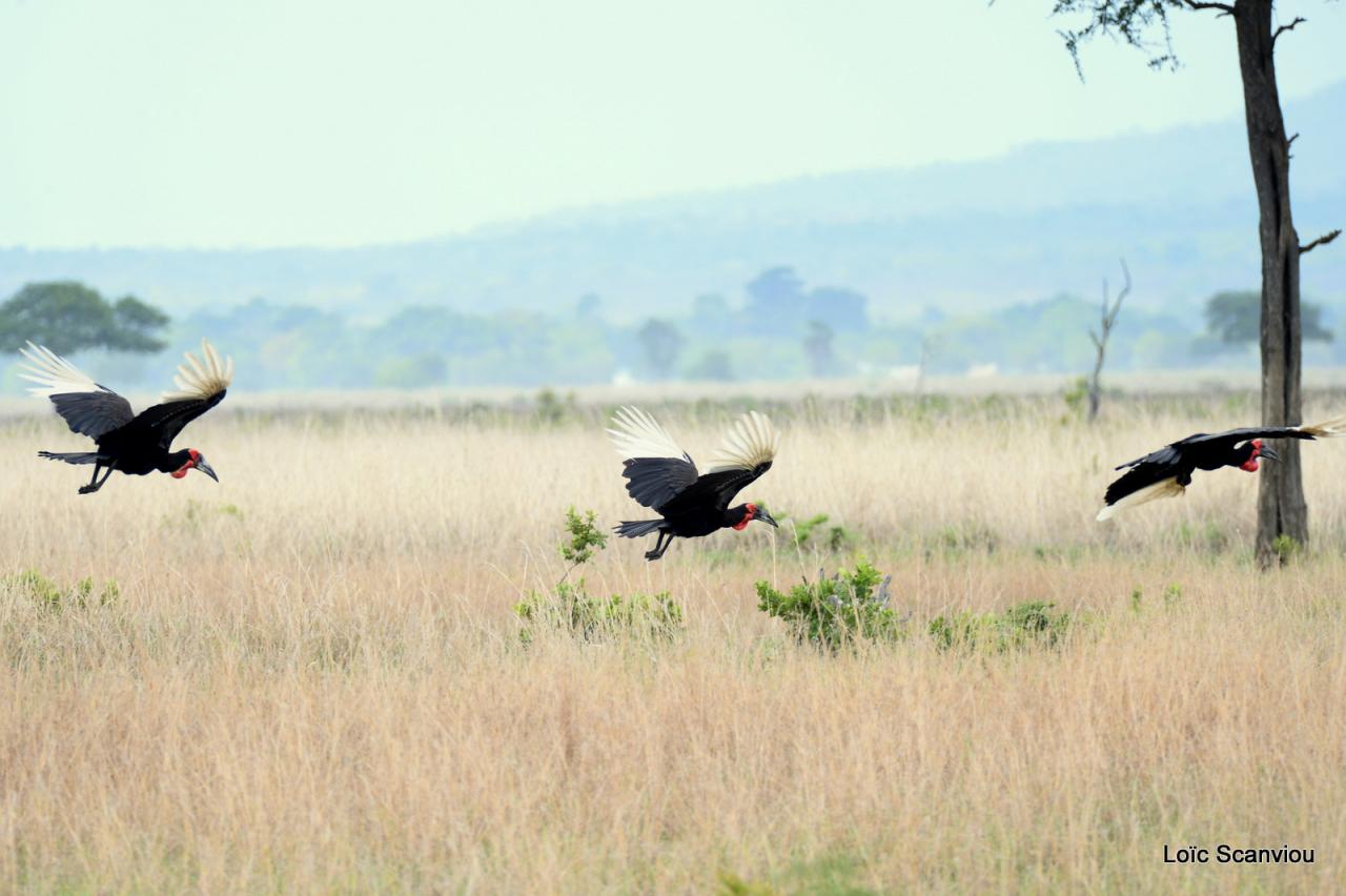 Bucorve/Ground Hornbill (2)