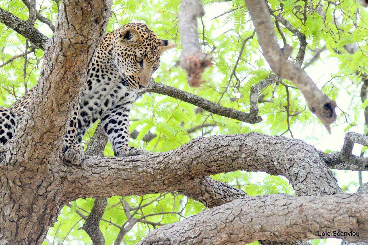 Léopard dans un arbre (24)