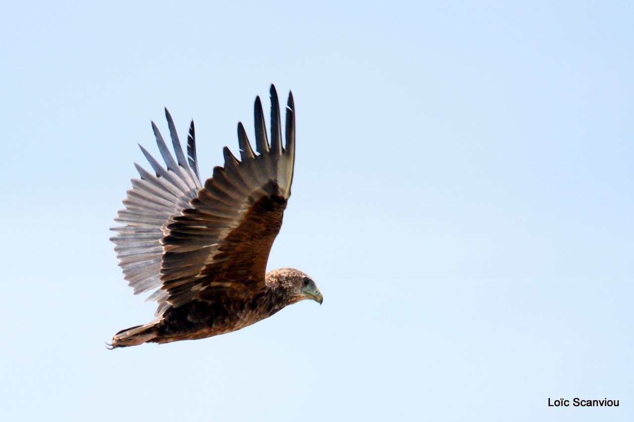 Aigle bateleur/Bateleur Eagle (2)