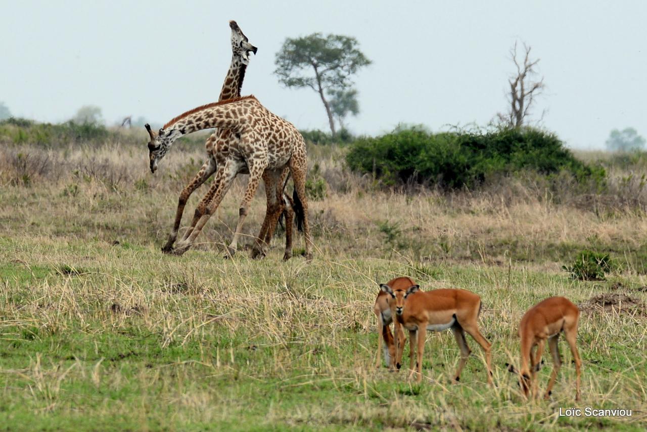 Girafes et impalas