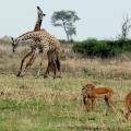 Girafes et impalas