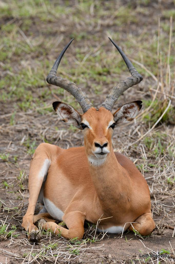 Impala (1)