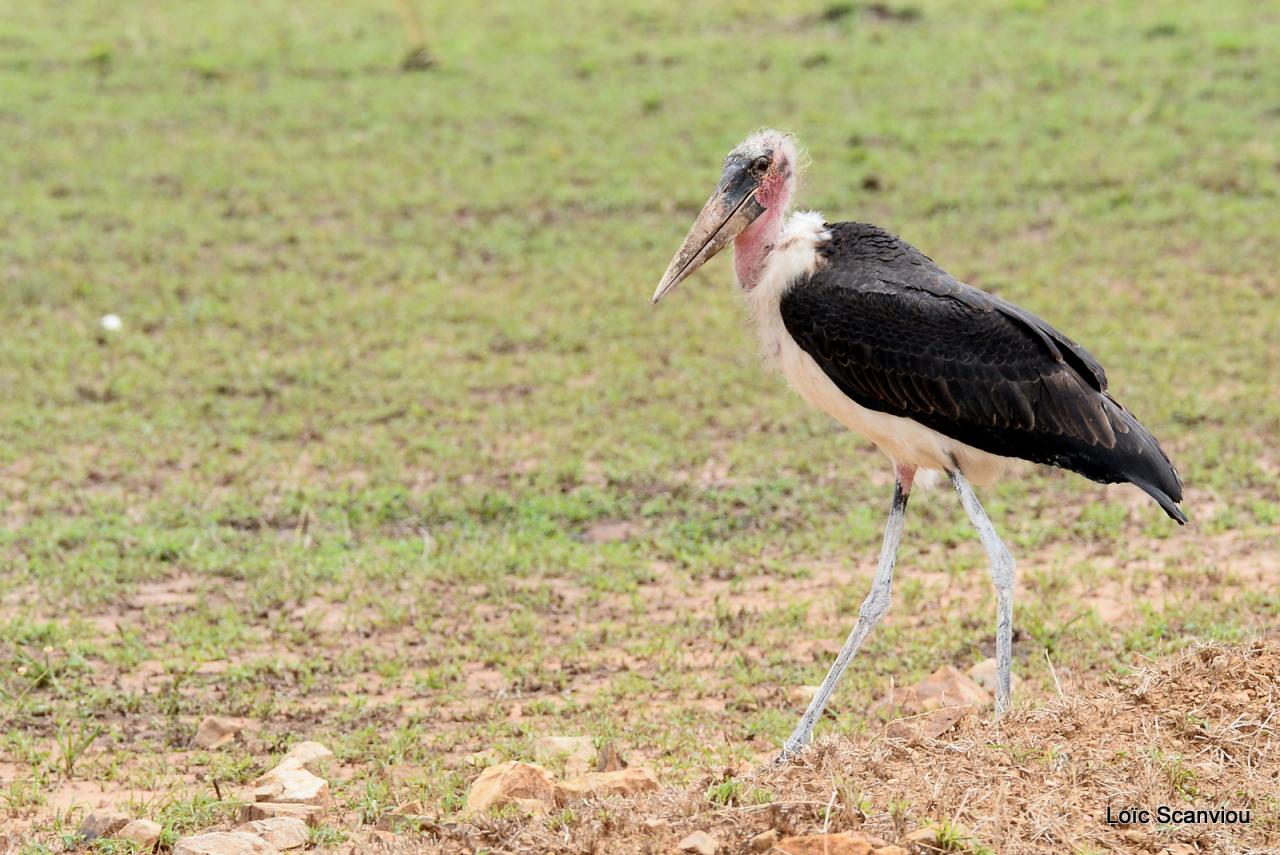 Marabout/Marabou Stork (1)