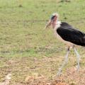 Marabout/Marabou Stork (1)