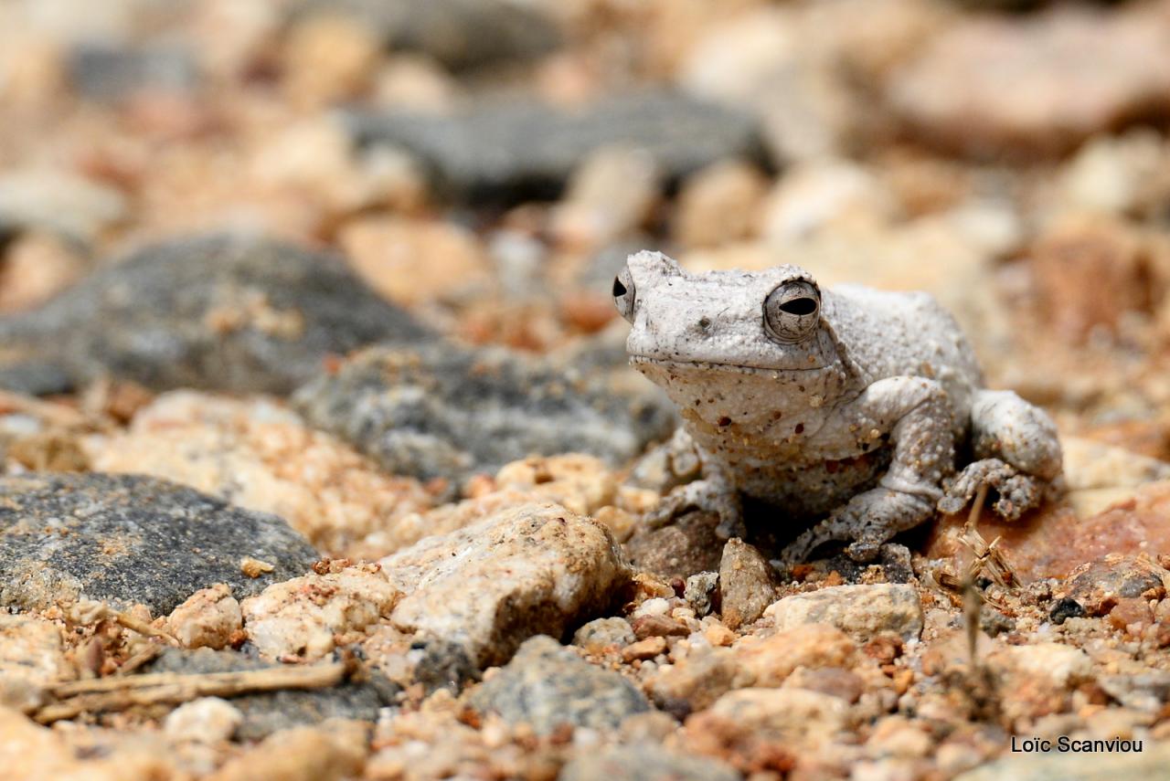 Grenouille/Frog (1)