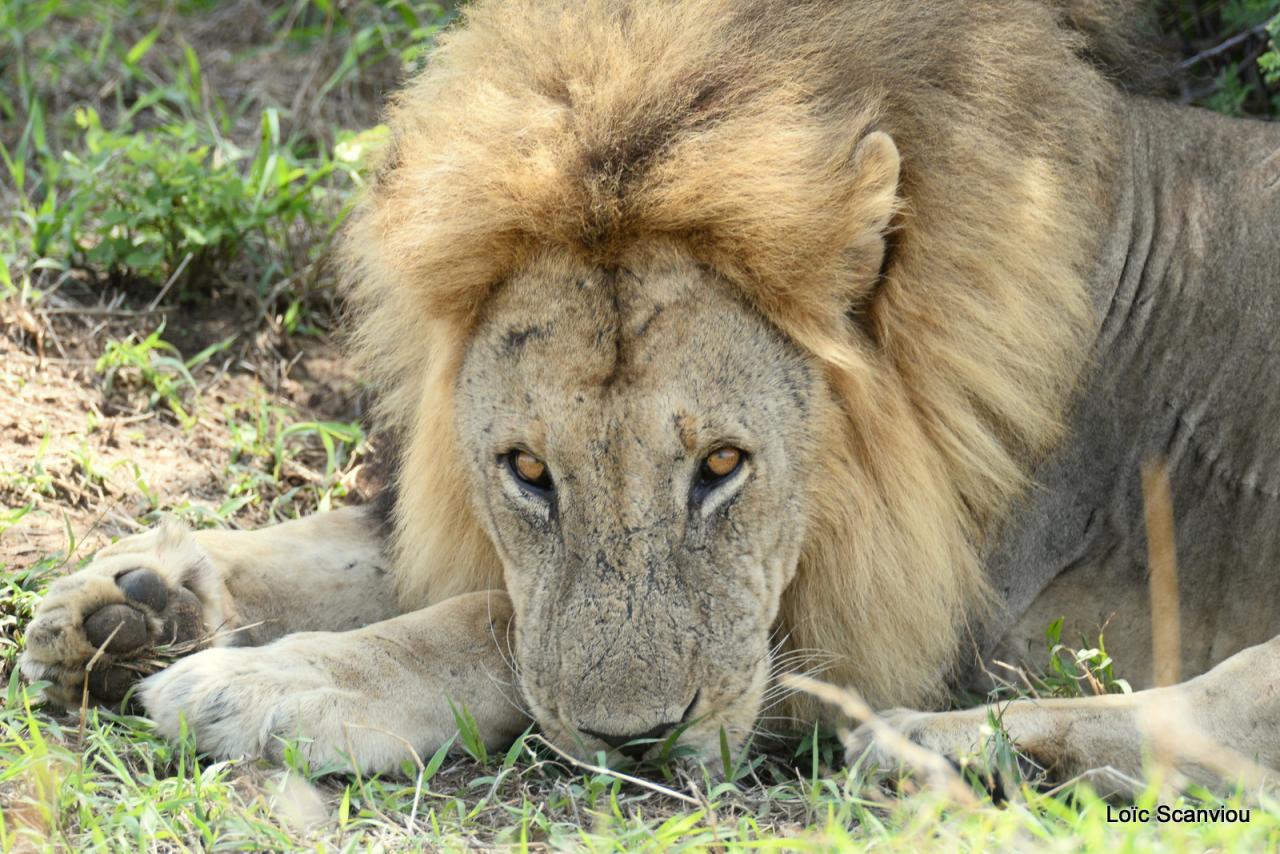 Lion (7)