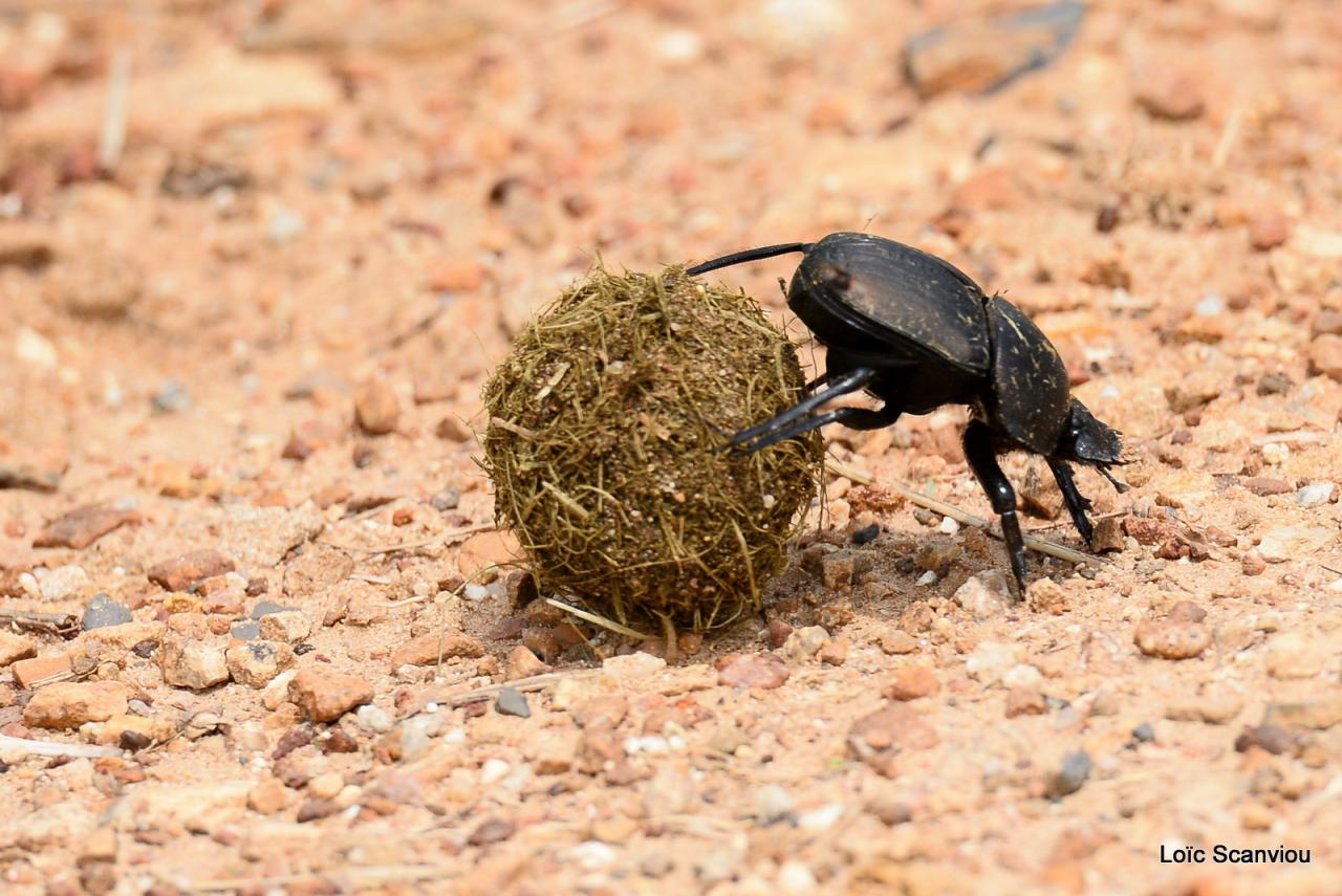 Bousier/Dung Beetle (1)