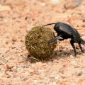 Bousier/Dung Beetle (1)