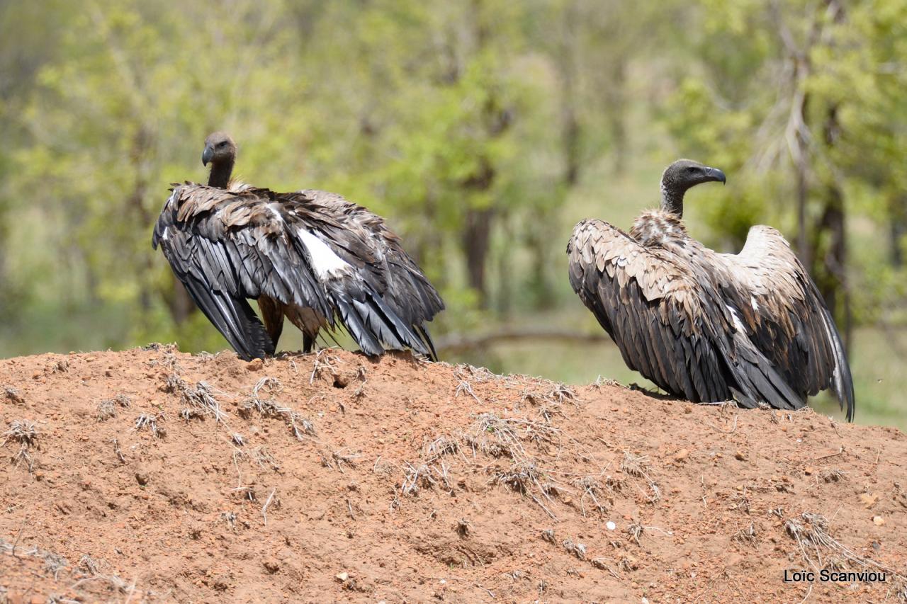 Vautour/Vulture (1)