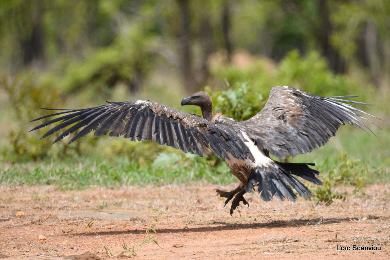 Vautour/Vulture (2)