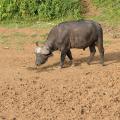 Buffle du Cap/Cape Buffalo (1)