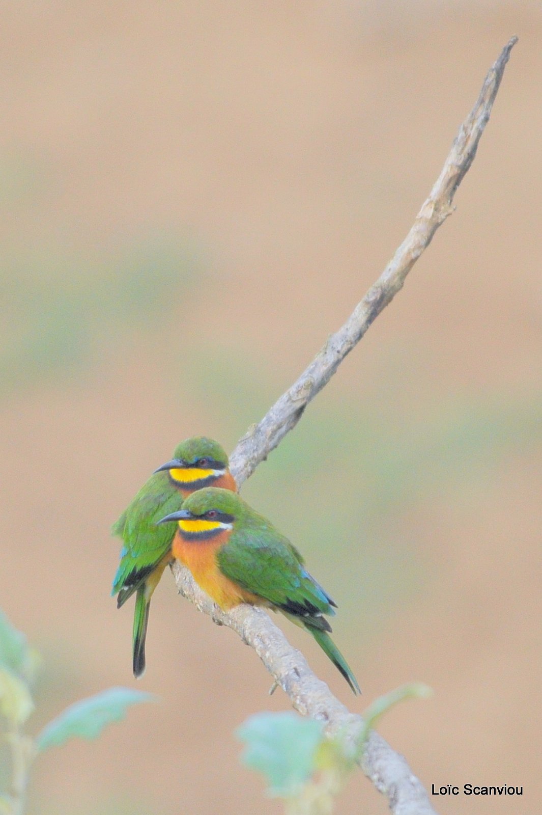 Guêpier nain/Little Bee-Eater (1)