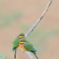 Guêpier nain/Little Bee-Eater (1)