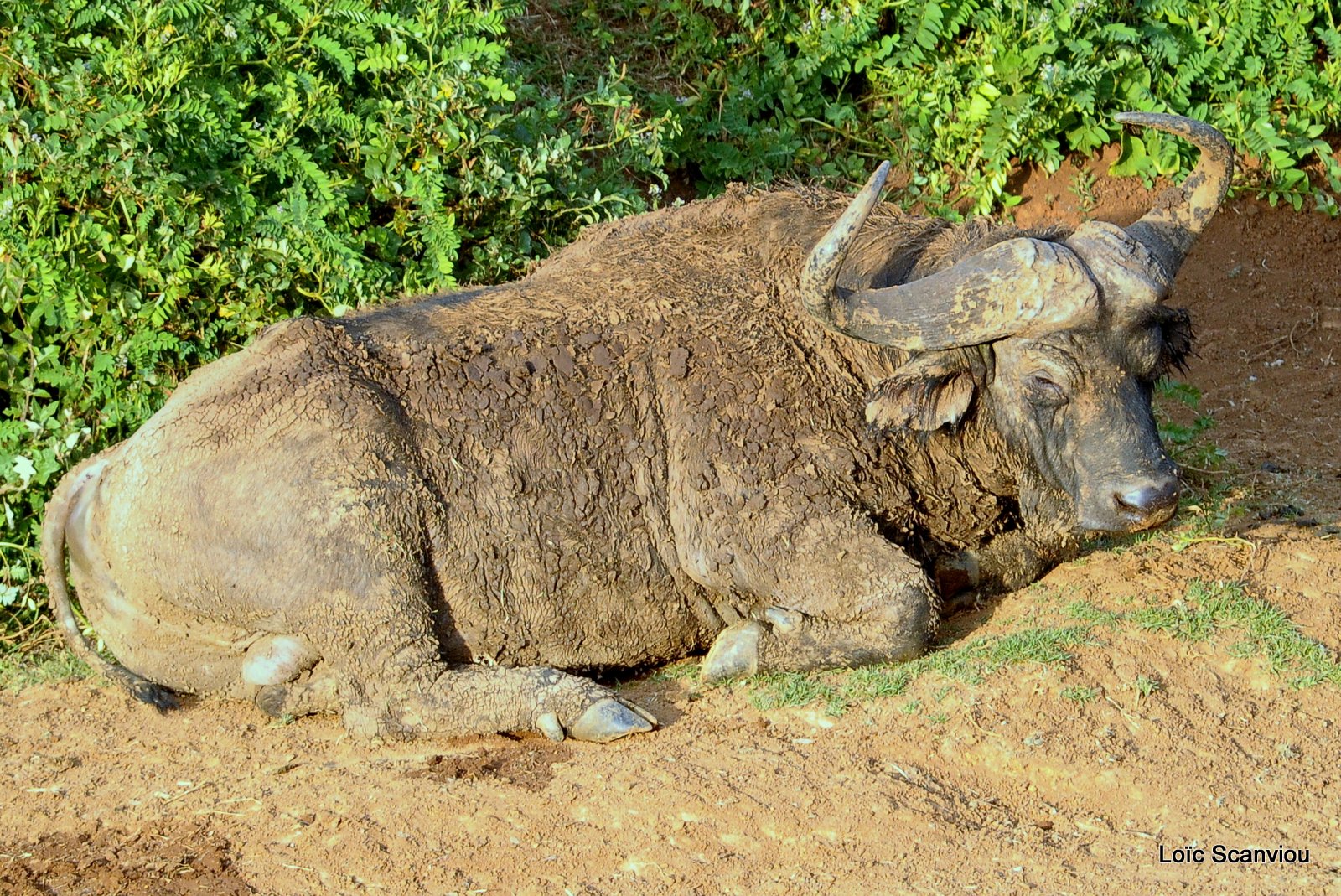 Buffle du Cap/Cape Buffalo (5)