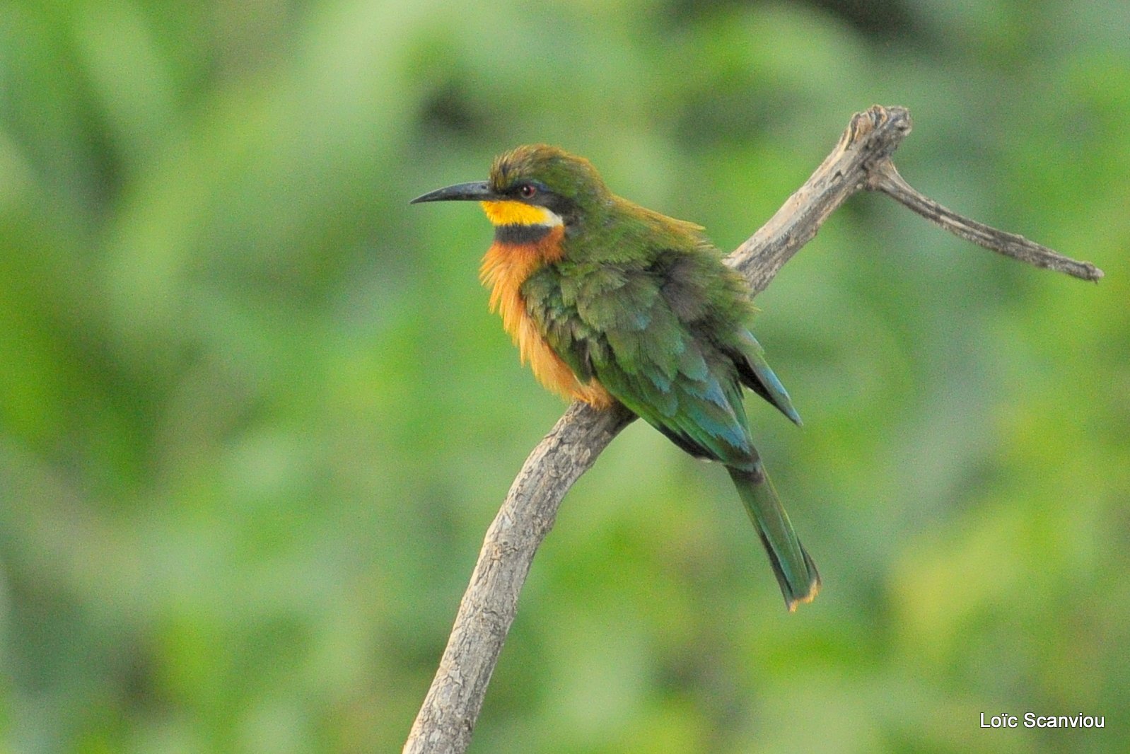 Guêpier nain/Little Bee-Eater (2)