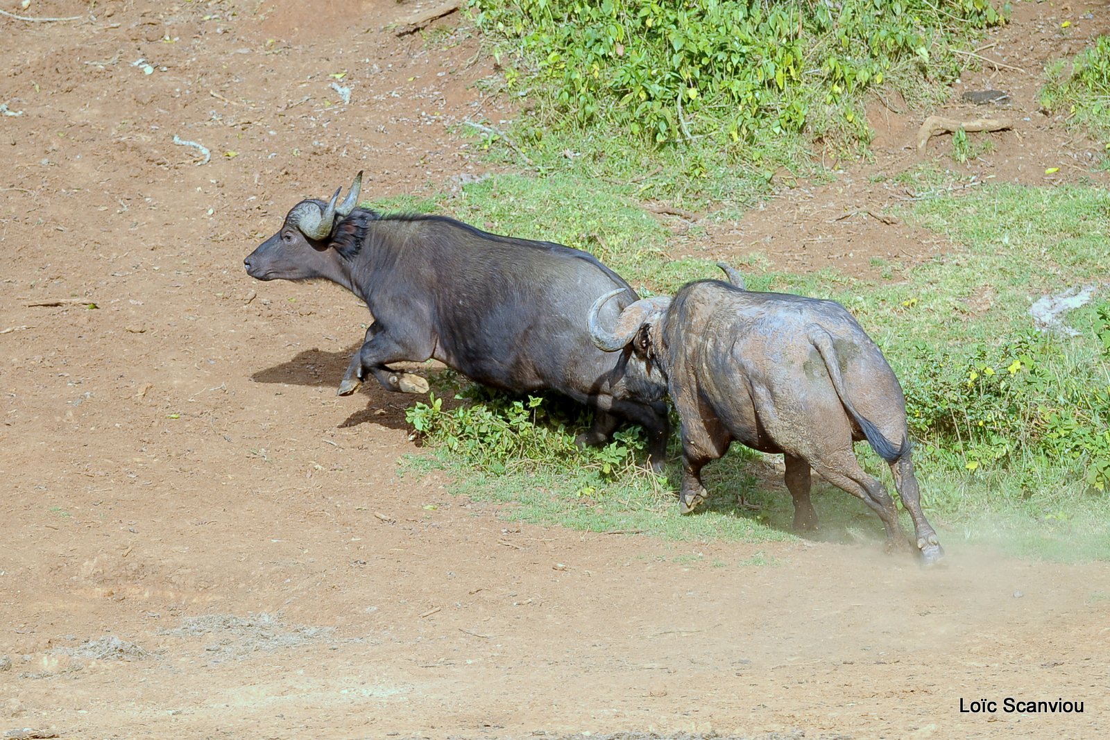 Buffle du Cap/Cape Buffalo (2)