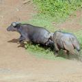 Buffle du Cap/Cape Buffalo (2)