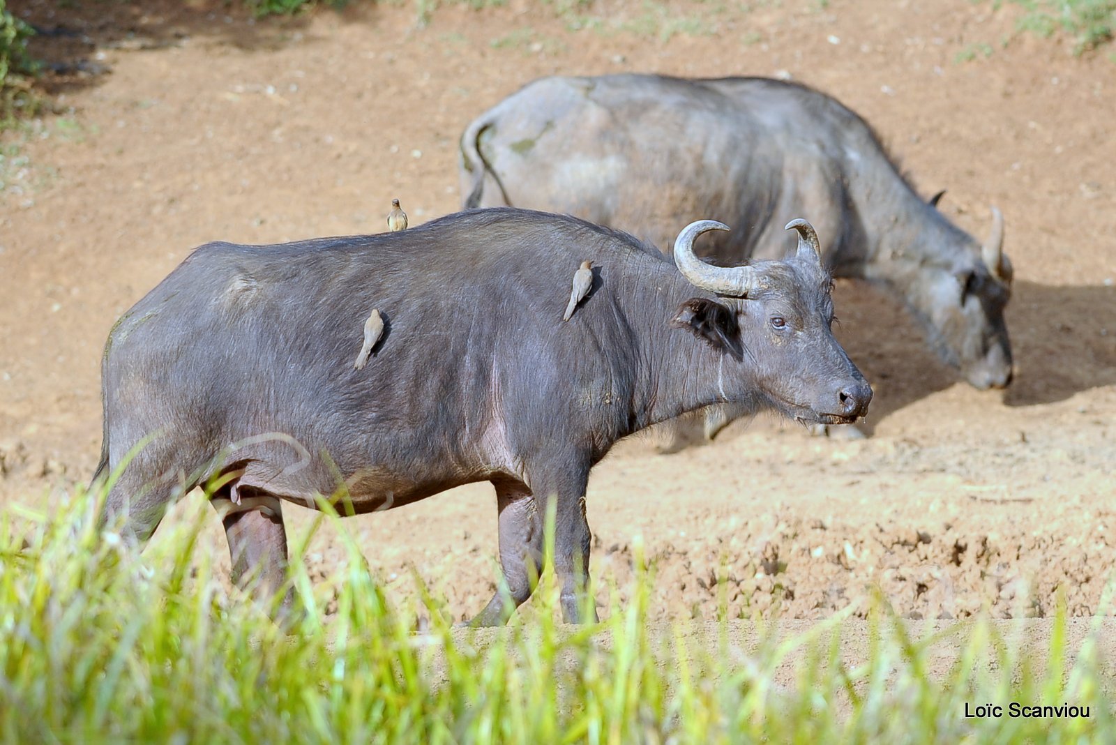 Buffle du Cap/Cape Buffalo (3)